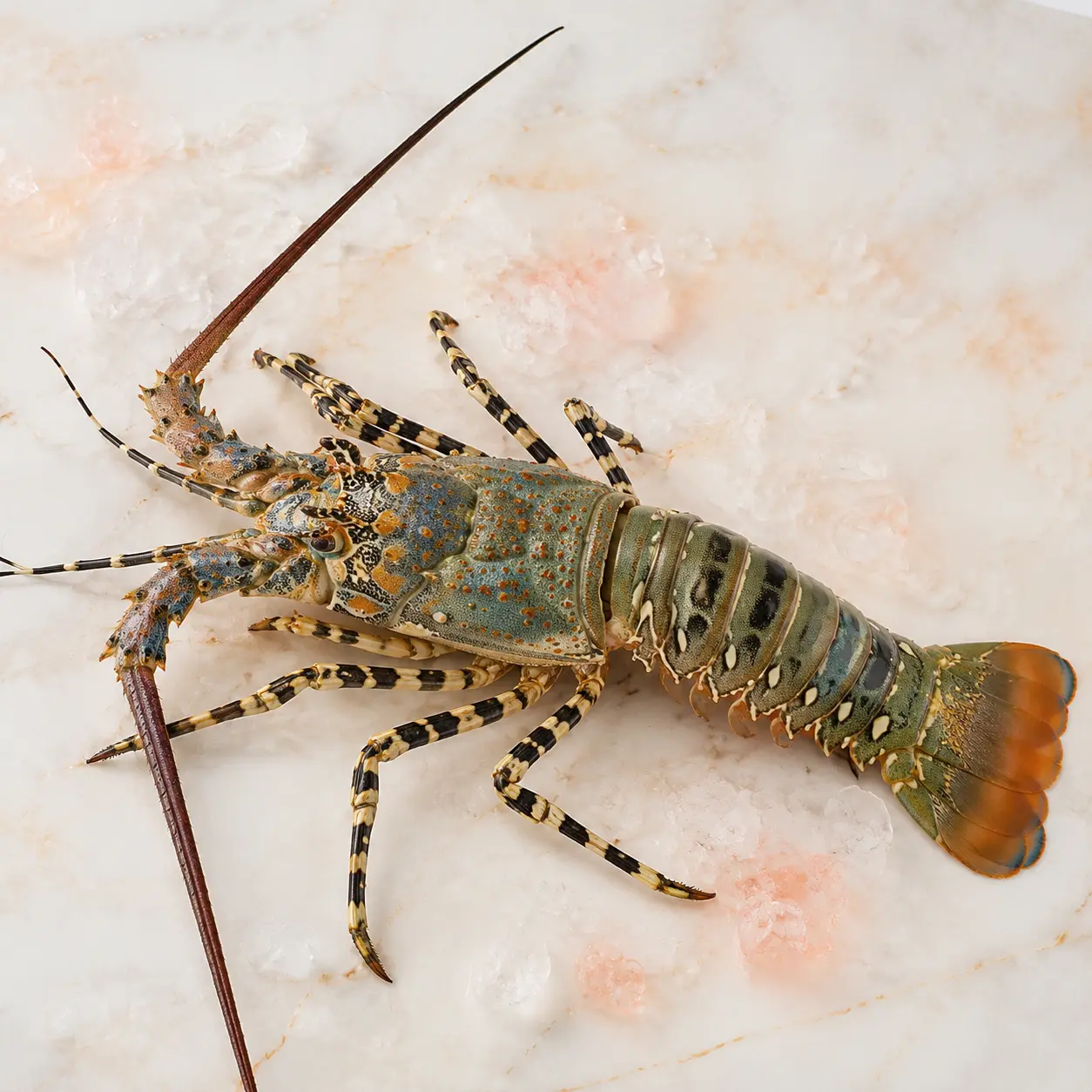 Seven-Color Spiny Lobster