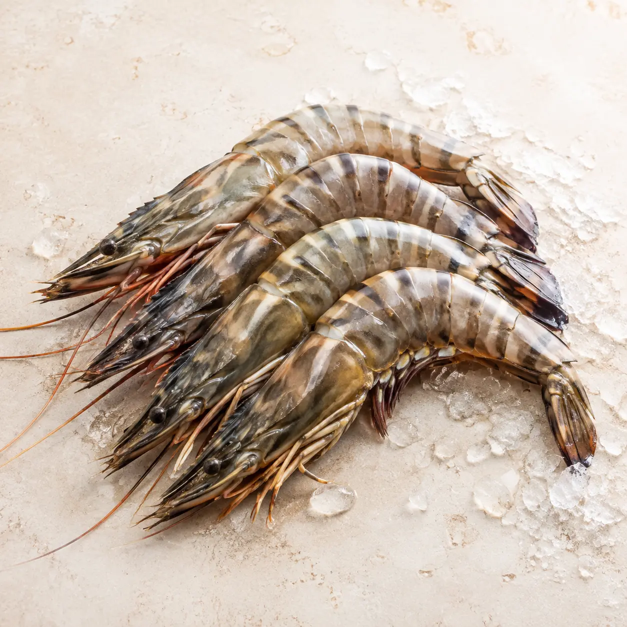 Tiger Prawn