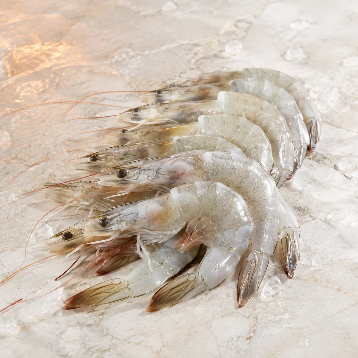 White Shrimp
